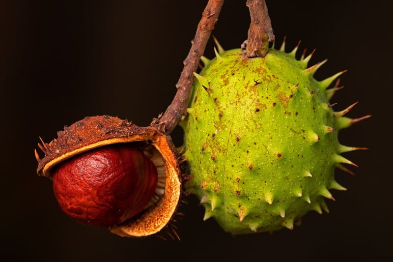 Exotic Fruits